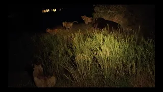 LIONS interrupt HIPPO FIGHT