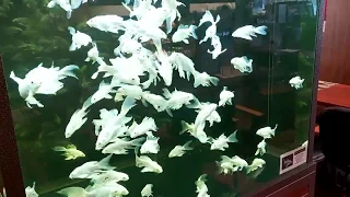 Platinum Butterfly Koi fish, Black Diamond Stingrays & Asian Arowana