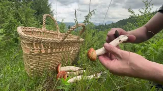 Evening mushroom in the Carpathians:10.06.2024:Rain is not a hindrance to us!