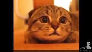 Funny Cats Compilation 2017 - Best Funny Cat .Смешные кошки |
