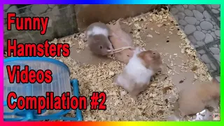 🐹  Funny Hamsters Videos Compilation #2 | Cute and Funny moments of the animals