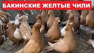 Бакинские желтые чили