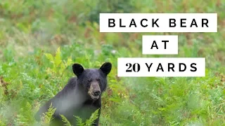 WILDLIFE PHOTOGRAPHY | Algonquin Park Trip | Kylas First BLACK BEAR Experience