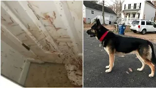 Dangerous Dogs Attack Thief Who Was Trying To Break Into Private House