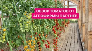 ОБЗОР УРОЖАЯ ТОМАТОВ