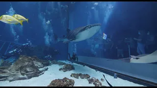 Scuba Diving with Whale Sharks at the Georgia Aquarium