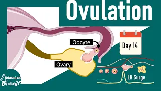 Ovulation | The hormonal control of ovulation | Developmental biology