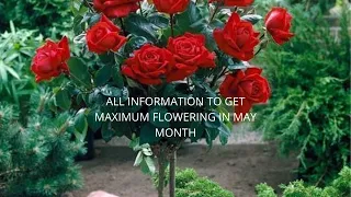 Standar Rose | How to grow Standard Rose Fast | easy gardening Tips