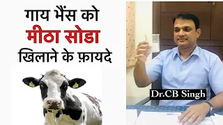 दुधारू पशुओं को मीठा सोडा खिलाने के फ़ायदे | Feeding of Cow | Sodium Bicarbonate | Dairy Ustaad