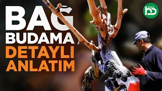 Bağlarda Budama Ne Zaman ve Nasıl Yapılır (üzümbağı/1)