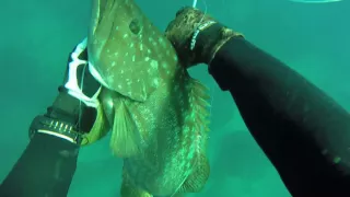 לוקוס אירדי 4kg spearfishing grouper