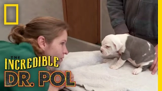 Eye-Ya-Ya | The Incredible Dr. Pol