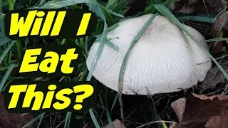 Will This Mushroom Make Me Sick? ID'ing Wild Meadow Mushrooms