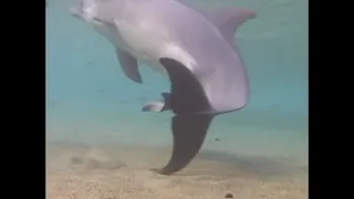 Incredible Dolphin Birth at Dolphin Quest Hawaii.Underwater Tv