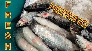 Lake Superior Herring Fishing