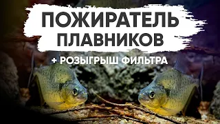 Пожиратель плавников - Пиранья Маргинатус и розыгрыш фильтра