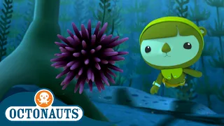 Octonauts - The Urchin Invasion | Cartoons for Kids | Underwater Sea Education