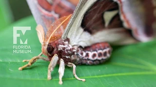 Butterfly Rainforest Moment: Atlas Moth