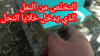 طريقة التخلص من النمل الذي يدخل خلايا النحل