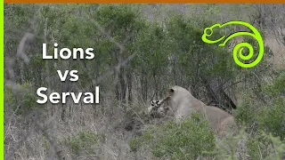 Lions vs Serval