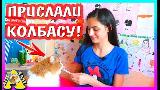 КОГДА БУДУТ СИРИЙСКИЕ ХОМЯЧАТА? / прислали КОЛБАСУ для кота ВАСИ / РАСПАКОВКА / Alisa Easy Pets