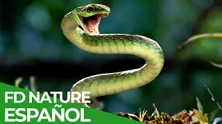 Carrera por Vivir | Episodio 8: Reptiles | Free Documentary Nature - Español