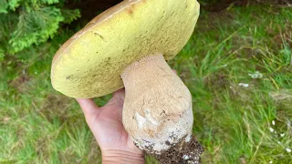 Белые грибы после дождя, 2 корзины за пару часов, Карпаты Украина 2022