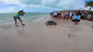 Sea Turtle Returns to Ocean Home in the Fabulous Florida Keys!