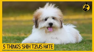 5 Things Shih Tzus Hate That You Should Avoid