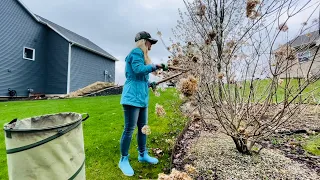 Spring Pruning Overgrown Limelight Hydrangeas On the Side Of My Yard | Unboxing My New Garden Boots!