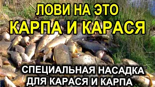 Все Карпы,Караси Клюют Вот на Эту Насадку  Рыболовная насадка на карпа, карася