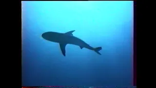 Сокровища акул Sharks' Treasure, 1975