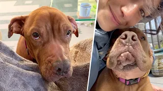 This dog was hopelessly broken. Then a woman showered her with love.
