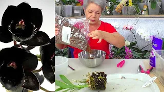 How to deliciously cook black carrots "Katasetum" and make them bloom. Add 6 Aminosil granules!