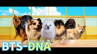 BTS (방탄소년단) - DNA (Dog cover)