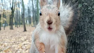 Уже не надеялся встретить сегодня Ушастика / I didn't expect to meet Ushastik today anymore