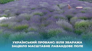 Український прованс: біля Збаража зацвіло масштабне лавандове поле