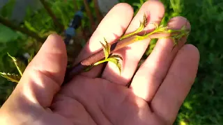 Размножение ЕЖЕВИКИ верхушками побегов.