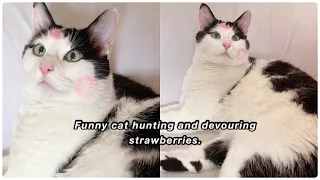 A hilarious and adorable moment of a cat hunting and eating strawberries.😂#cat#funny #pets