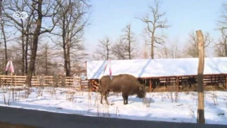 Rumania: el regreso de los bisontes | Enfoque Europa