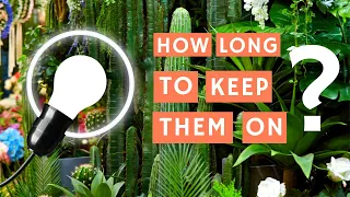 How long to keep grow lights on 🕒💡