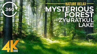 Virtual Tour to Mysterious Forest of Lake Zyuratkul 4K 360˚ VR - Virtual Nature Relaxation