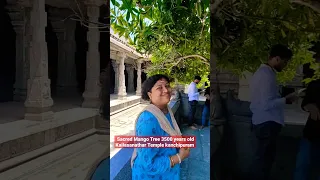 3500 years old Sacred Mango Tree