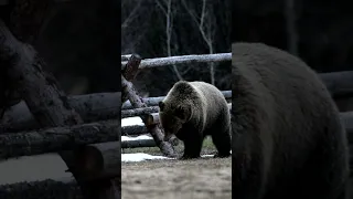 Wildlife Photography-Grizzly Bear Boar-Jackson Hole/Grand Teton/Yellowstone #best  #shortsvideo