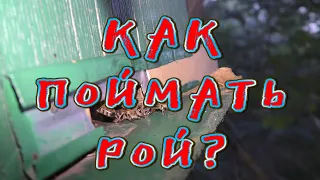 КАК ПОЙМАТЬ РОЙ?