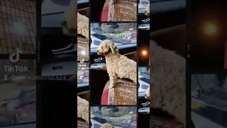 Shaved poodle (Beware! Cuteness overload 😍)