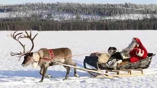 Santa Claus Reindeer Land Pello in Lapland: discover reindeer dog of Father Christmas in Finland