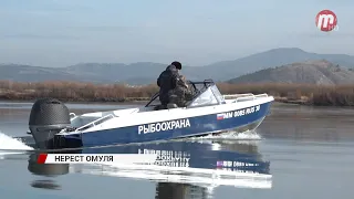 В Бурятии продолжается нерестовый период байкальского омуля