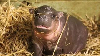 Adorable baby pygmy hippo born