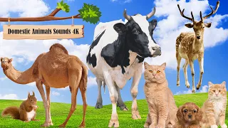 Funny animals, animal sounds: Camel, Squirrel, Hedgehog, Cow, Deer, Cat, Dog, Goat, Elephant